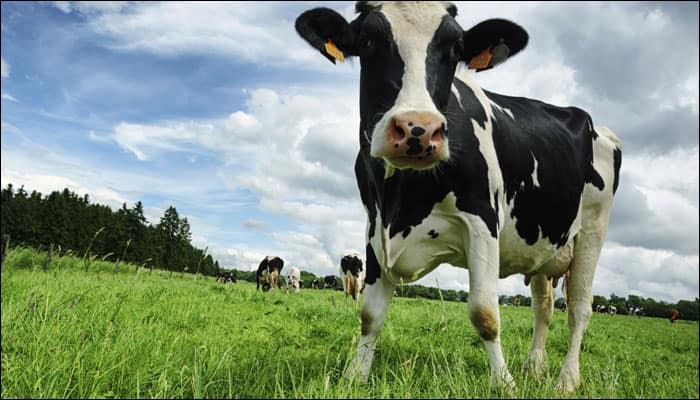 HIV vaccine a step closer? Cows become scientists&#039; aides in developing immunisation!