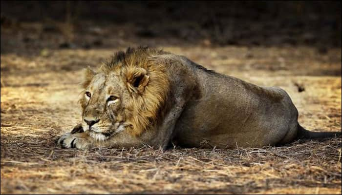 Researchers mourn killing of Cecil the lion&#039;s cub