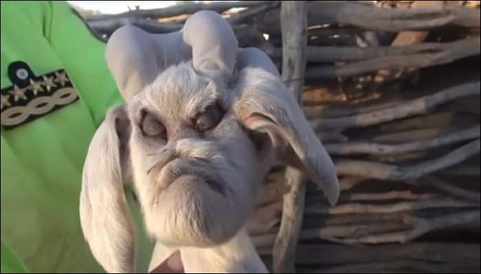 Bizarre! Locals in Argentina in shock after birth of &#039;demon&#039; goat – See pic