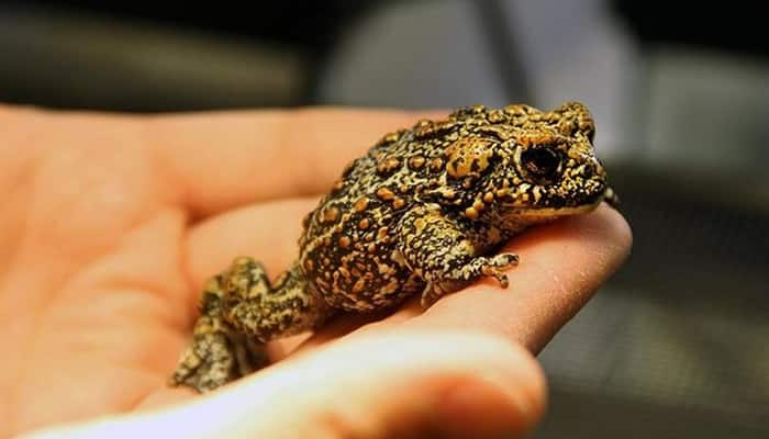 US biologists discover three new toad species