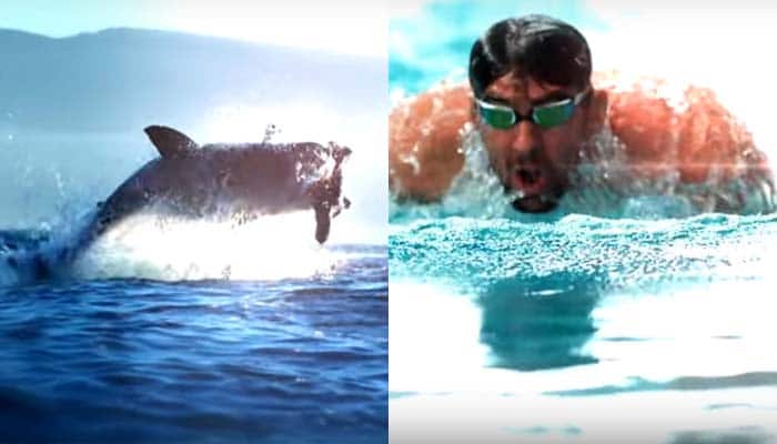 Michael Phelps loses race against Great White Shark on Discovery&#039;s Shark Week