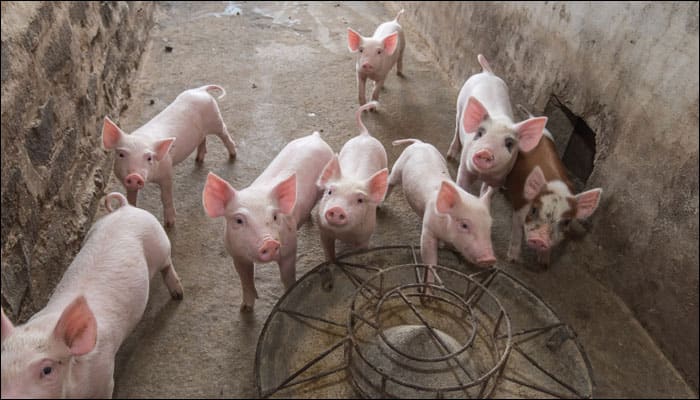 A piglet born with anomalies in China has six legs and two tails!