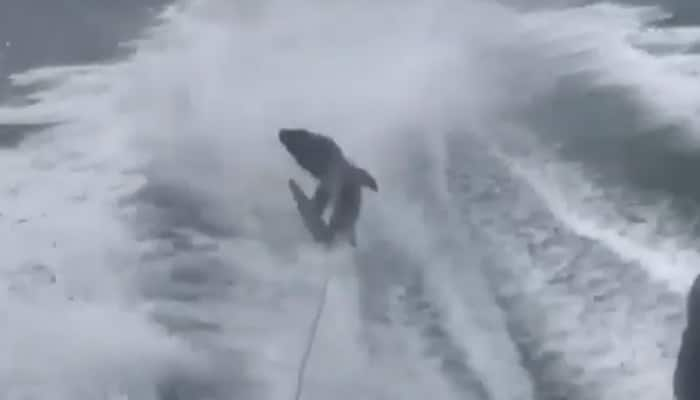 This VIDEO of shark being dragged mercilessly by high speed boat sparks social media stir! 