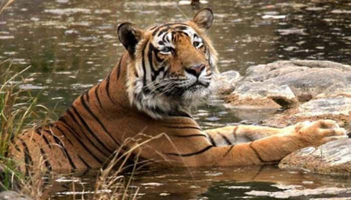 Tiger count in U&#039;khand goes up to 242, 2nd highest in India