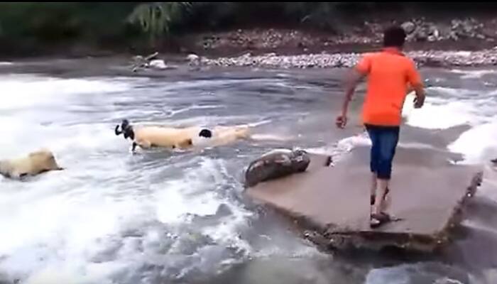 Viral Video: Flash flood washes away a flock of sheep in Rajasthan even as people rush to their aid - Watch  