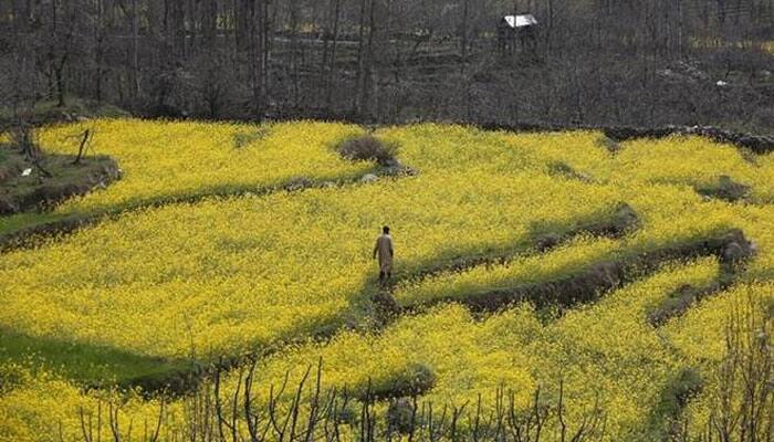 Likely to take decision on GM mustard seeds in September: Centre tells Supreme Court