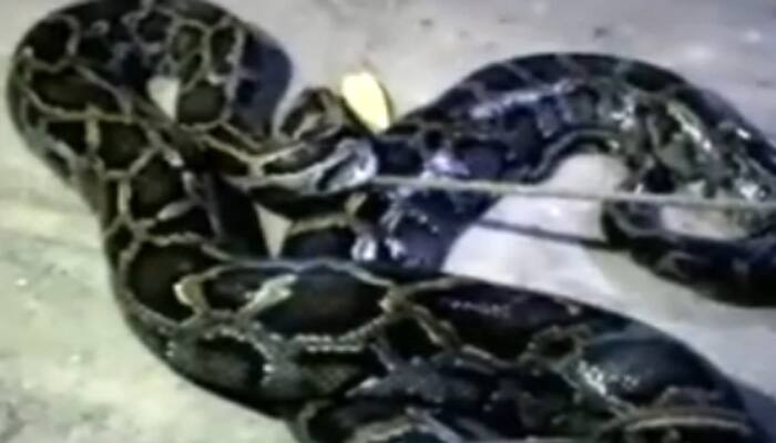 Python spotted under classroom bench in Telangana&#039;s Maddulwai village