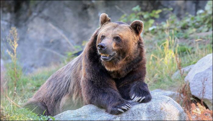 Man teases ferocious bear with food, gets dragged into enclosure and mauled – Watch video