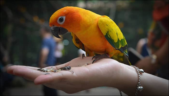 Scientists finally know how birds get their colour