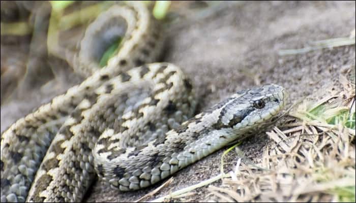 New species of grass snake identified in Europe