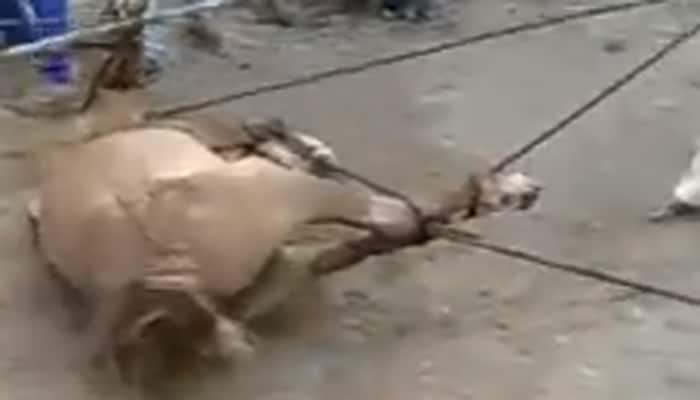 Men strangle horse in Haryana&#039;s Jind, two cops help them – Inhuman act goes viral on social media