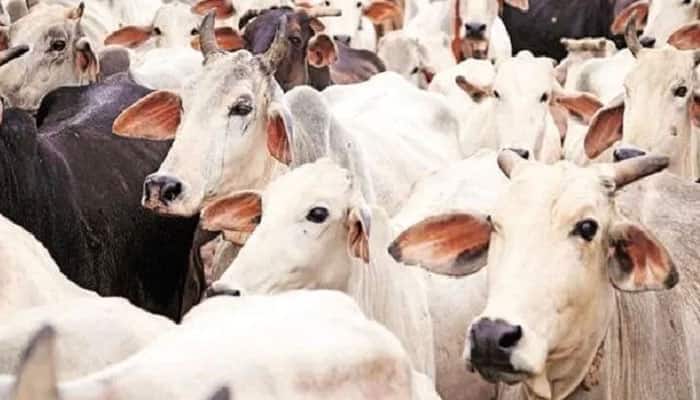 Beef ban: Supreme Court to hear Maharashtra Government&#039;s appeal challenging Bombay High Court order
