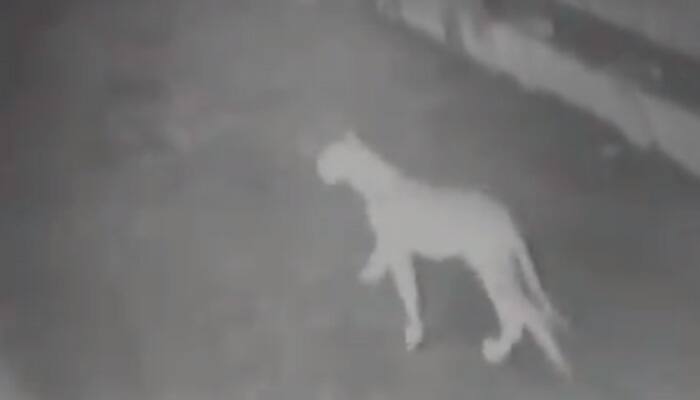 Watch: Four Lions spotted strolling on streets in Gujarat&#039;s Amreli