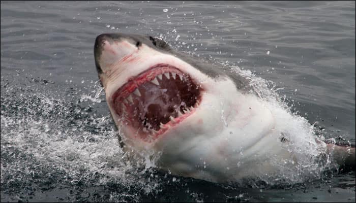 Hungry shark takes a huge leap out of water to catch fish, stuns fishing groups