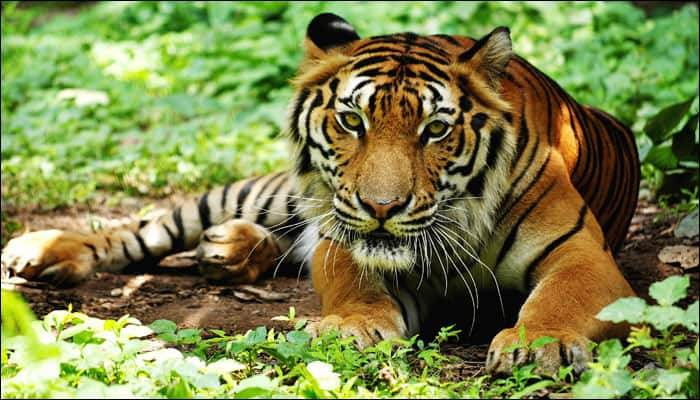 58 tigers in Kerala&#039;s two tiger reserves: Forest Minister