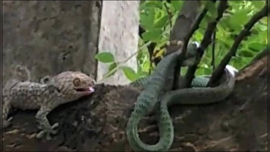 Fight for life! Two geckos attack snake to save fellow-lizard it had ...