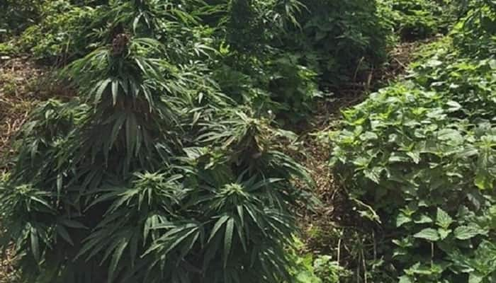 Odisha: 21 ganja smugglers arrested in Koraput