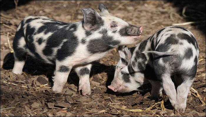 Cuba witnesses birth of a piglet whose face resembles a monkey&#039;s!