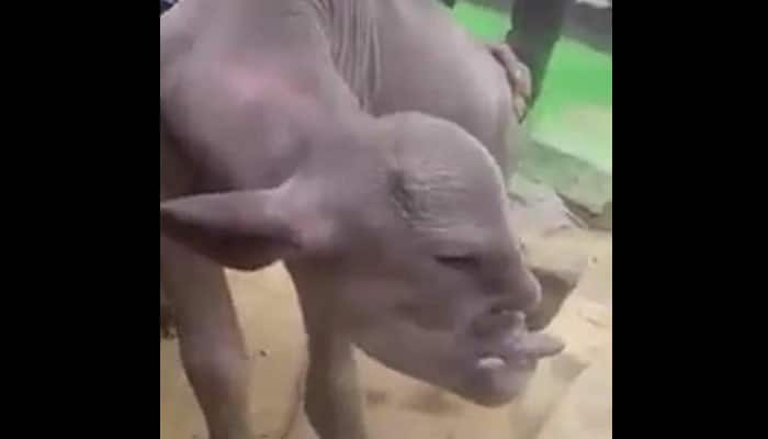 Goat with human-like face leaves internet baffled – WATCH