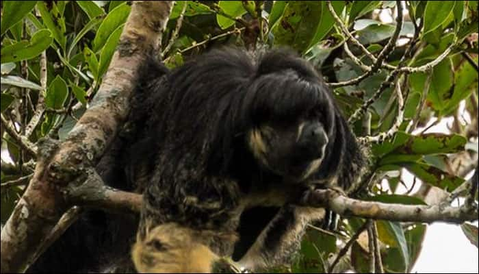 Rare Amazonian monkey sees the light of dawn for first time in 80 years!