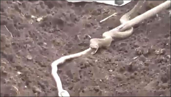 Serpentine twist: Cobra ingests another snake, regurgitates it after feeling ill – WATCH 