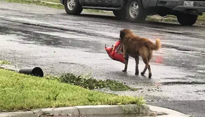 Online sensation! Photo of dog carrying bag of food after hurricane struck Texas goes viral