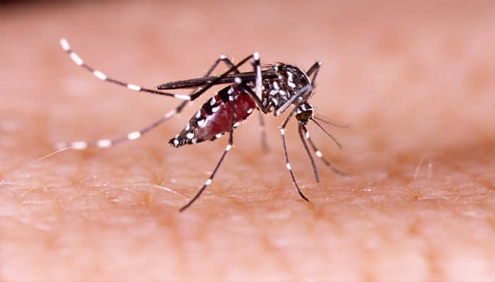 Delhi NCR sees rise in dengue cases, 110 reported in last week