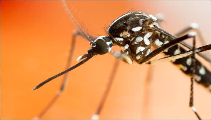 Dengue on the rise in Delhi – Common symptoms, preventive measures