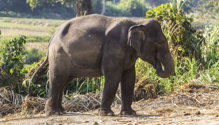 Man trampled to death by elephant in Odisha while taking selfie