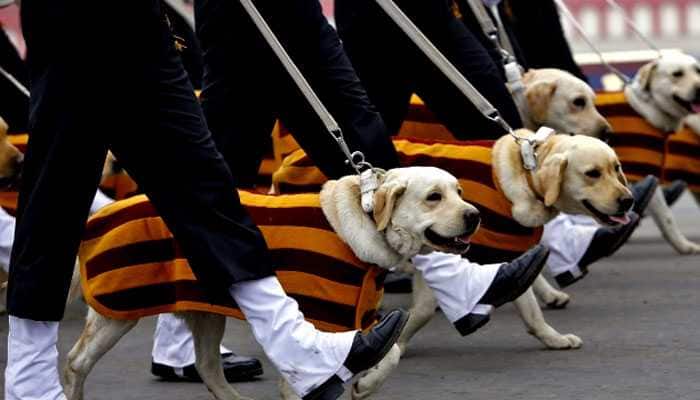 Time for hero dogs: Global canine squads to display assault skills in India 
