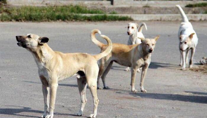 Caught on cam: Mumbai man mercilessly beats stray dog with iron rod, gets thrashed 