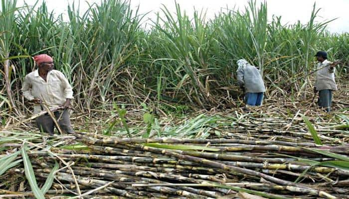 Sugarcane component may cut stress, help you sleep better