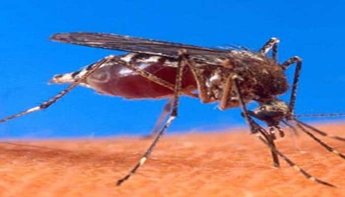 Strengthen health systems to eradicate dengue, malaria: WHO Strengthen health systems to eradicate dengue, malaria: WHO
