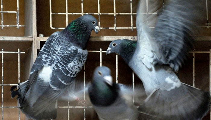 Bizarre! Tamil Nadu conductor to face action as pigeon travels without ticket