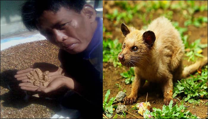 Made in India: Production of world&#039;s most expensive coffee made from civet cat&#039;s feces begins