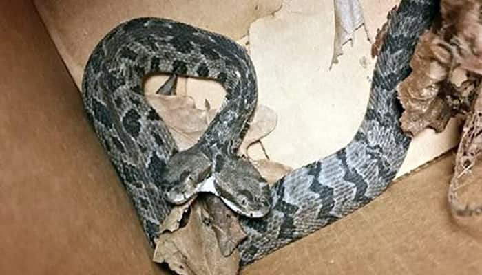 You will be amazed to see this pic of a rare two-headed rattlesnake spotted in US