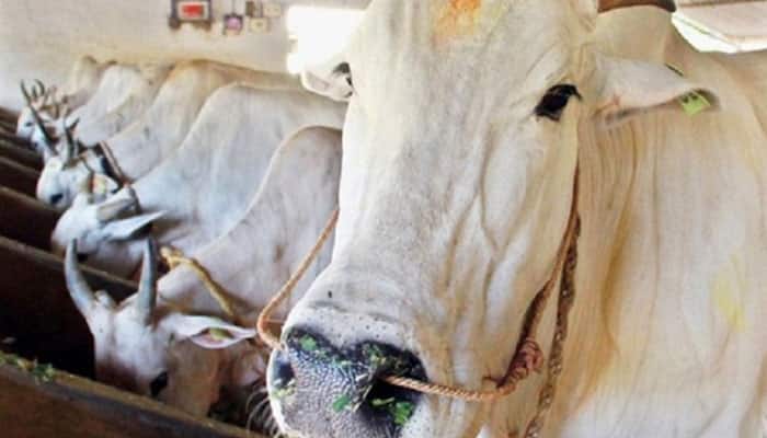 Uttar Pradesh&#039;s cow-care hypocrisy: Pitiable state of &#039;gaushalas&#039;