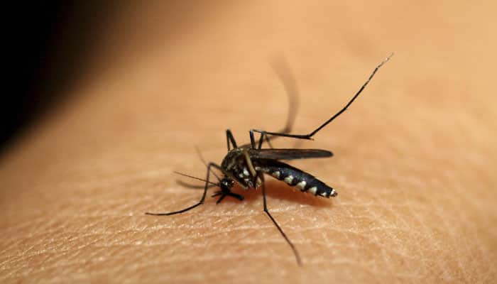 New malaria drug found effective in human trial 