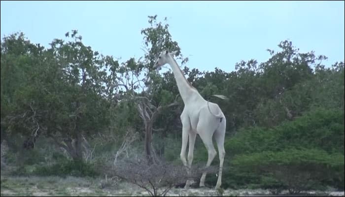 Footage of rare white giraffes spotted in Kenya will awe you! - Watch