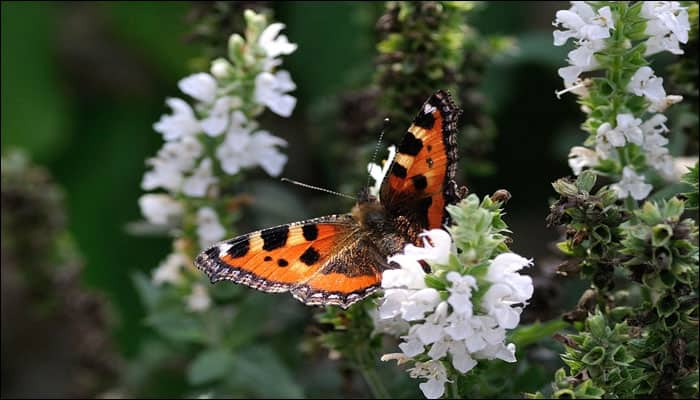 Delhi&#039;s first ever &#039;Big Butterfly Count&#039;: Enthusiasts cover the city in search of different species