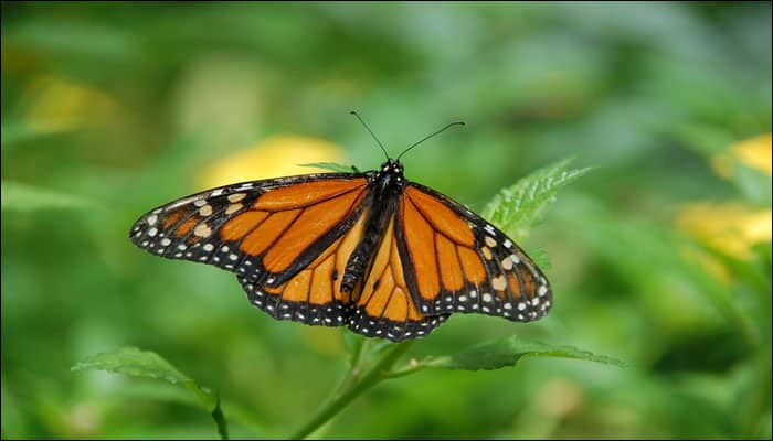 Scientists edit butterfly wing spots and stripes