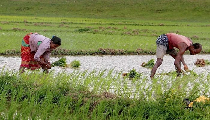 &#039;Foodgrain output in 2017-18 to be at last year&#039;s level&#039;