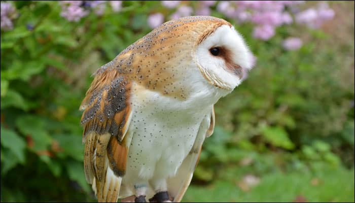 Ageing barn owls do not suffer hearing loss: Study