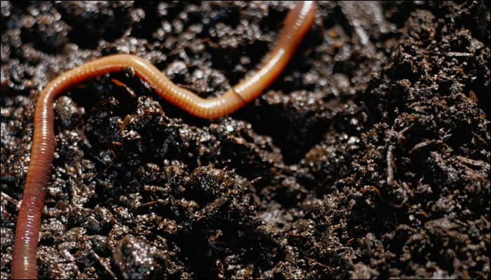 This boy had a worm wriggling inside his eyeball for three weeks