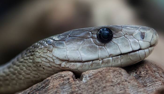 Russian live streams suicide as he lets black mamba bite him