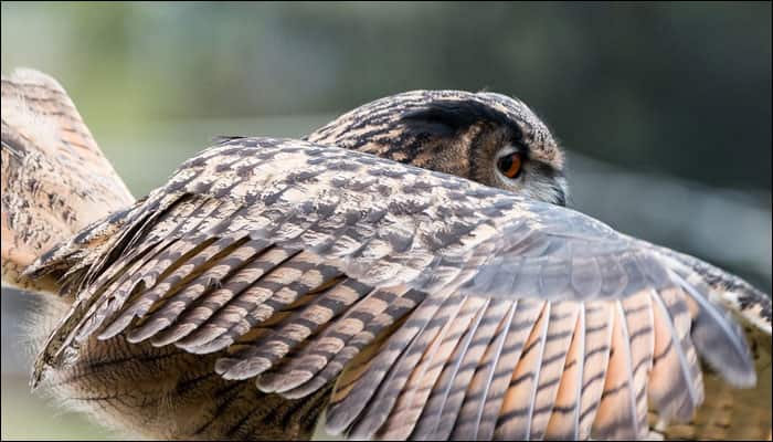 Owl feathers may inspire quieter aircraft, turbines