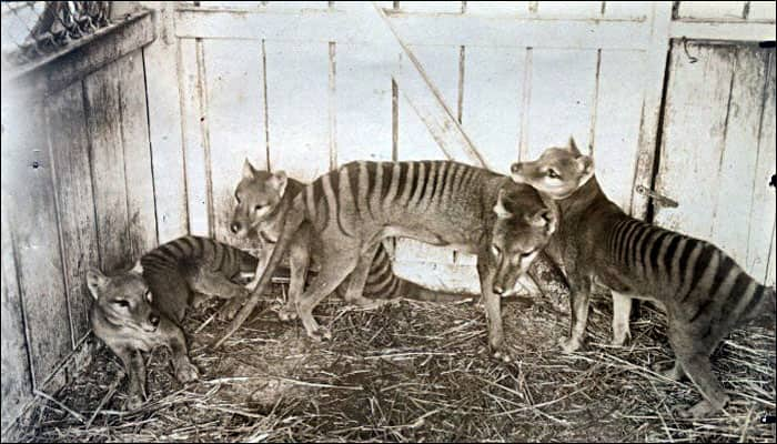 Tasmanian tiger extinction a result of climate change, says study