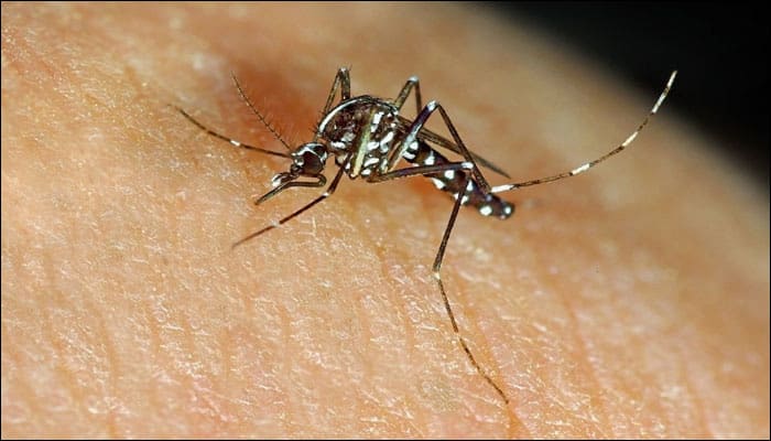 Low-cost, quick test for Zika, dengue developed