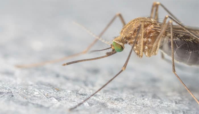 Rapid low-cost test for Zika, dengue developed