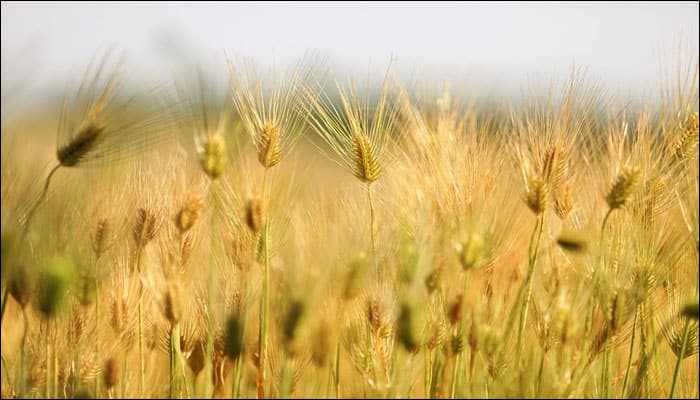 World&#039;s first robotic farm completes fully automatic harvest